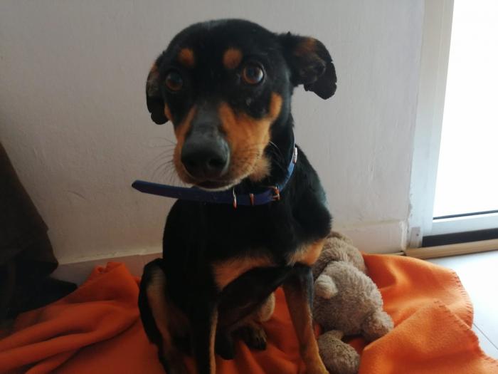 Serra possui projeto Programa ARCA que cuida e resgata cães e gatos