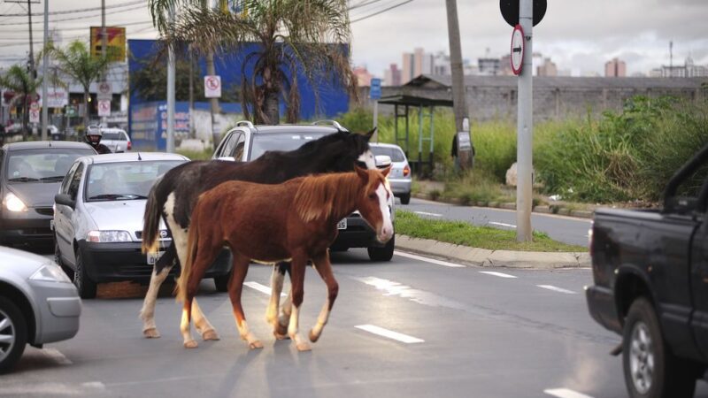 Prefeitura da Serra orienta sobre recolhimento de animais de grande porte solto nas vias