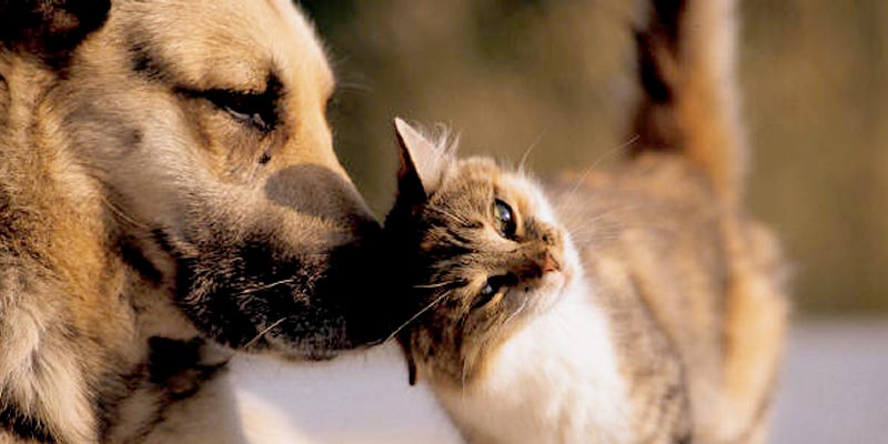 Prefeitura da Serra vai vacinar cães e gatos contra raiva