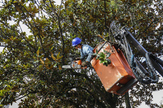 Solicitação de corte de árvores na Serra podem ser realizadas pelo site