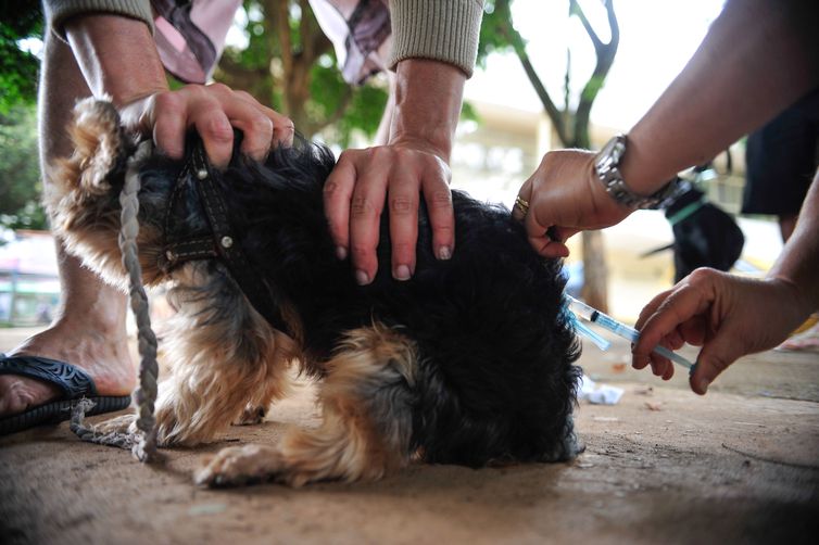 Prefeitura da Serra vai vacinar cães e gatos contra a raiva