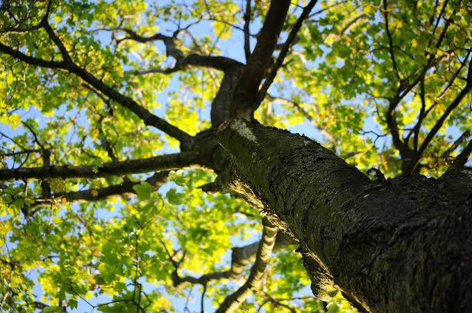 População da Serra vai poder ajudar prefeitura a catalogar árvores