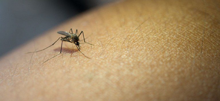 Quase 53 notificações de dengue foram registradas por hora no ES