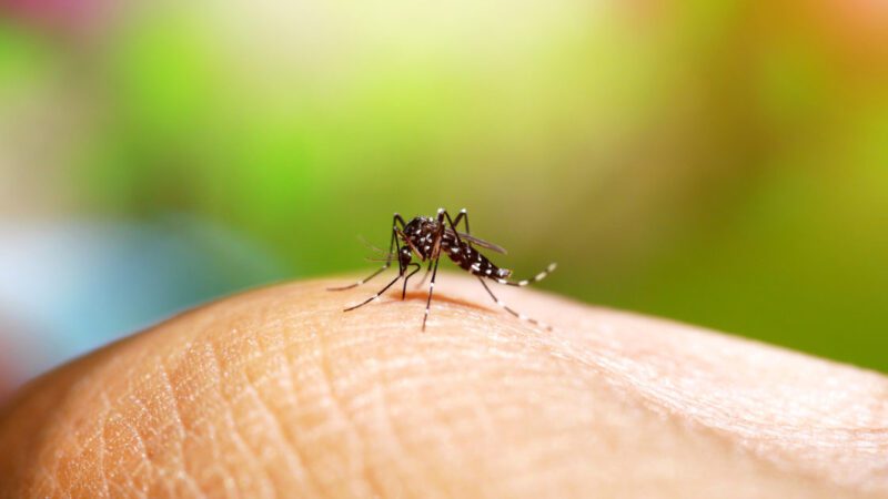Mortes por dengue aumentam 50% no Espírito Santo
