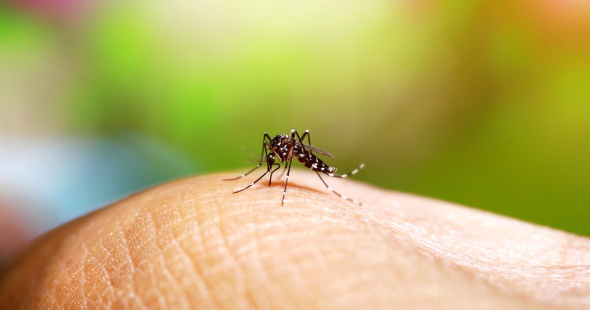 Mortes por dengue aumentam 50% no Espírito Santo