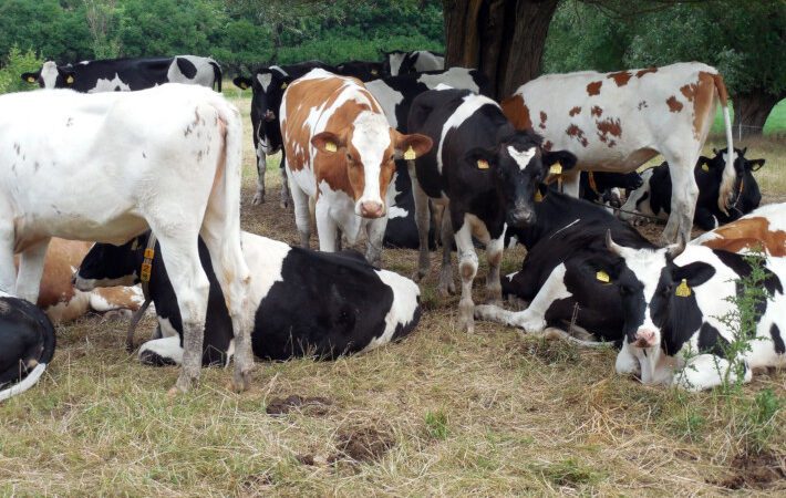 Secretaria de agricultura da Serra alerta sobre raiva pecuária