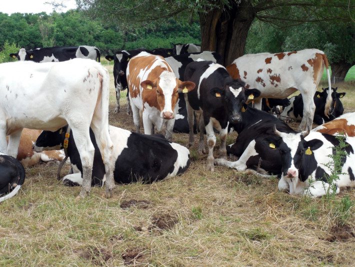 Secretaria de agricultura da Serra alerta sobre raiva pecuária
