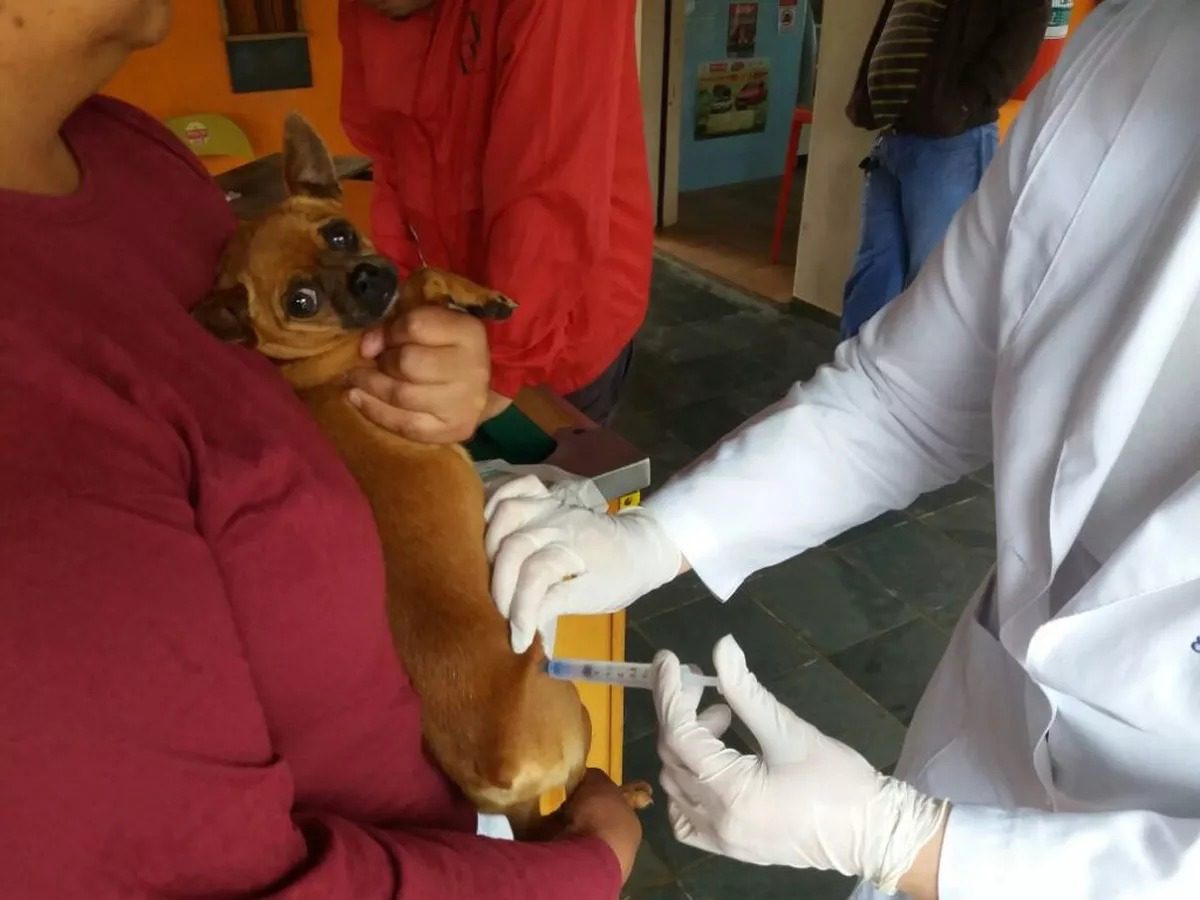 Serra mantém Campanha de Vacinação Antirrábica neste final de semana