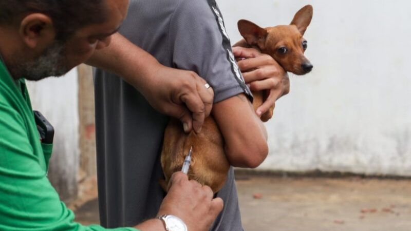 Serra Alerta Tutores de Animais de Estimação: Campanha de Vacinação Antirrábica está de Volta