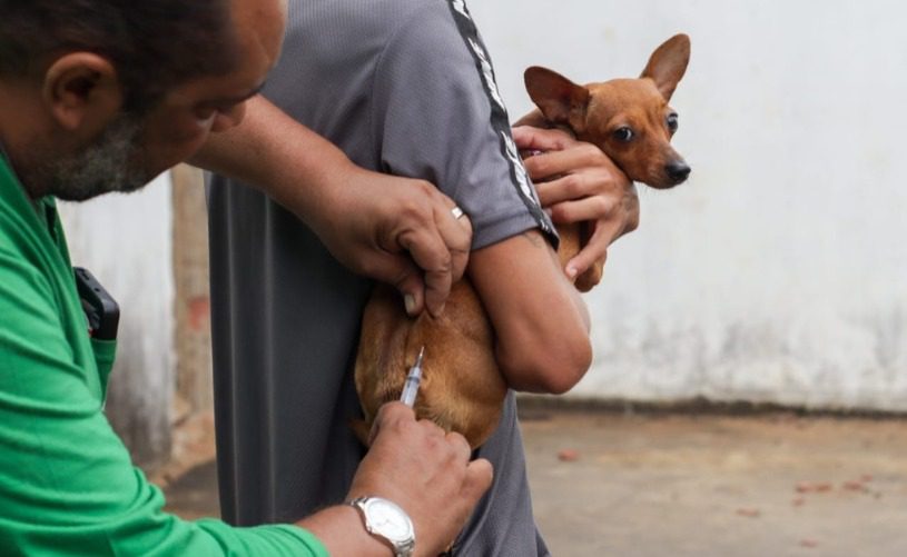 Serra Alerta Tutores de Animais de Estimação: Campanha de Vacinação Antirrábica está de Volta