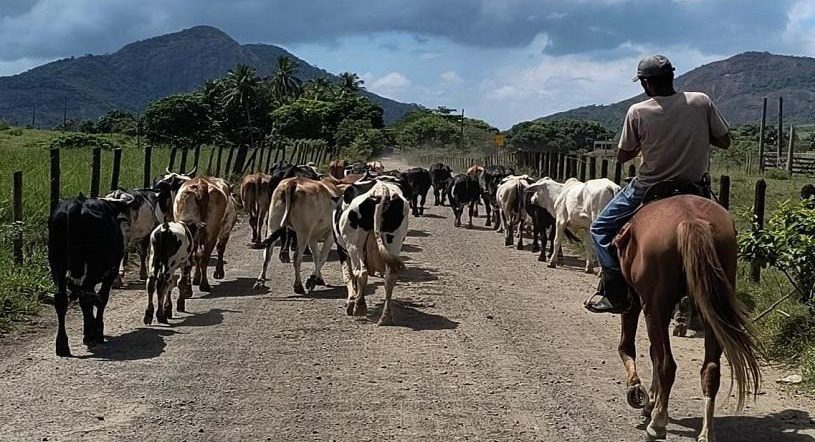 Oportunidade na Agricultura: Inscrições Abertas para Curso de Vaqueiro de Gado Leiteiro