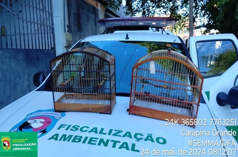 Fiscalização ambiental resgata pássaros silvestres em carapina