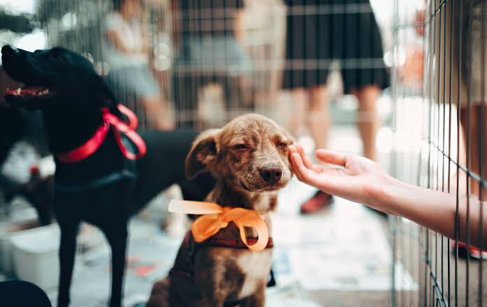 Adote um animalzinho: Feira de adoção na Serra neste sábado