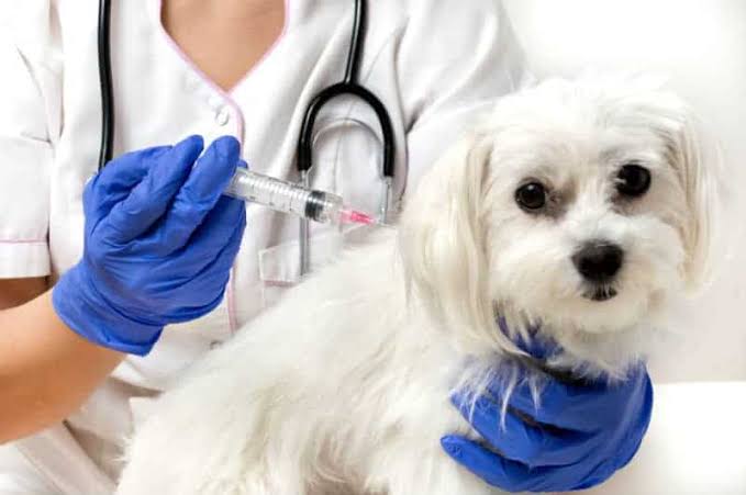 Vacinação Antirrábica: Serra Oferece Imunização para Cães e Gatos Neste Fim de Semana